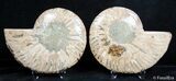 Inch Split Ammonite Pair #2630-2